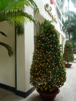 The two huge Kumquat trees in front of our building