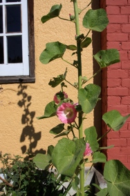 hollyhocks at our hotel
