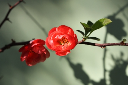 Quince flower